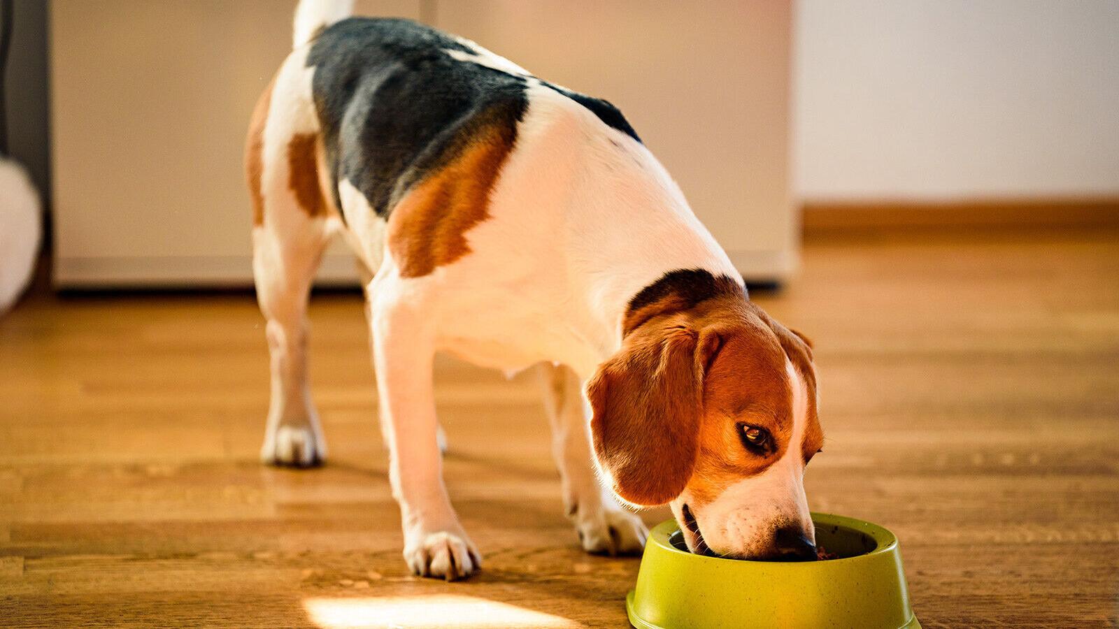 Health news: Washing your dog's bowl can affect your health, US life expectancy drops, and more